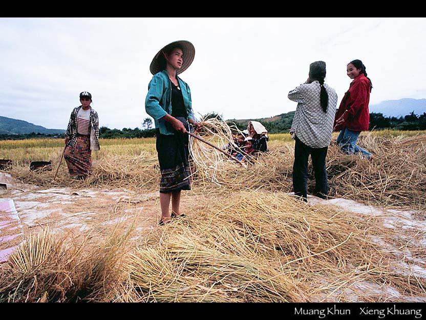 主食であるもち米の収穫　ムアン・クン　シェンクワン